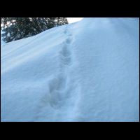 hochgern tak gernot wildschuette 2010 013 IMG_0583.jpg